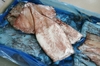 Кальмар Командорский морская заморозка