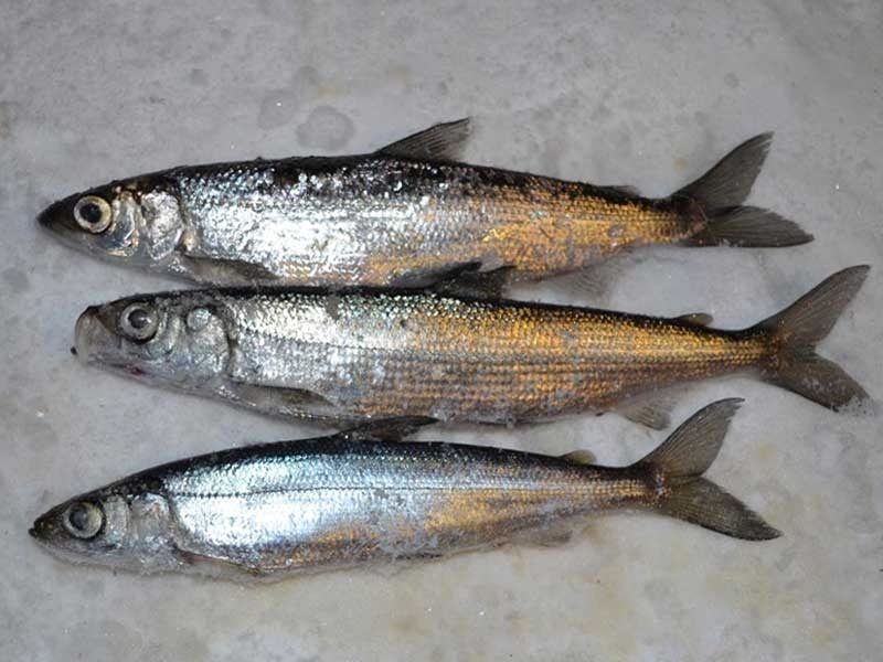 Ряпушка шоковой заморозки Якутская